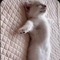 DeathCat