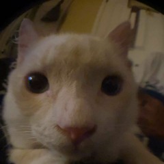 whitney