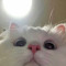 Nmeow