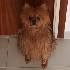 Rafa