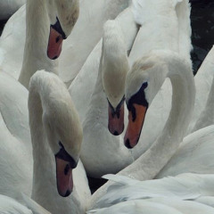 LD 🦢