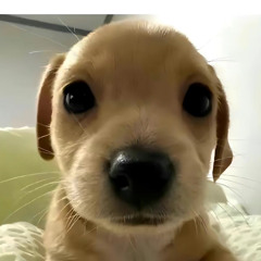 nunca nos vamos a olvidar