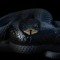 Snake One