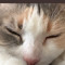 Kitten