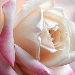 User fariba1385875