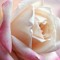 User fariba1385875
