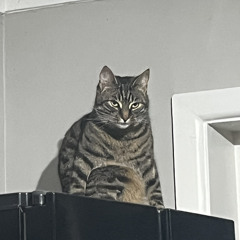 Cats For Hire
