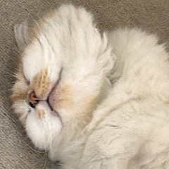 みけたはな  Hana Miketa