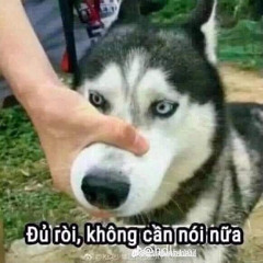 Thái Hoàng