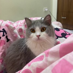 Phạm Lê Khánh Linh