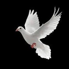 CrystalDove