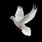 CrystalDove