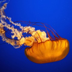 Jellofrogstastemid
