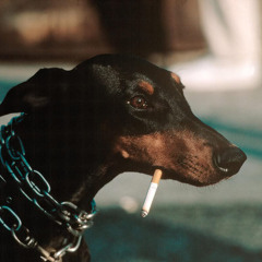 kaya