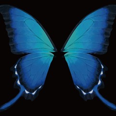 ButterflyInMetamorphosis