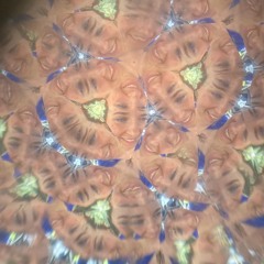 Sharon-Virginia Etzold