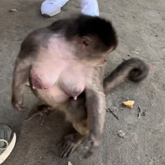 kobylad