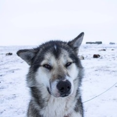 @greenlandzeroiq