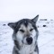 @greenlandzeroiq