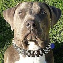 DJ DOGSHIT
