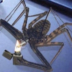 vlvlvlvlvl