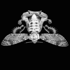 macaco atropos