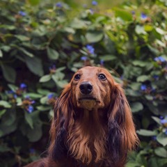 Axel
