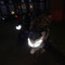 DH5_SW