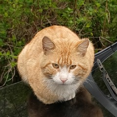 Victor