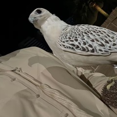 kfp