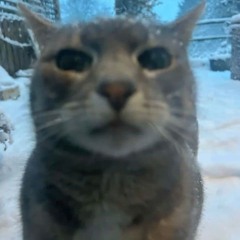 amirmochi