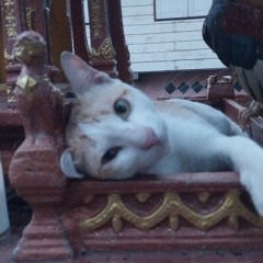 แมวพเนจร