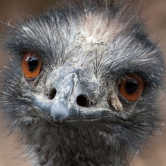 old man emu