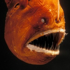 anglerfish