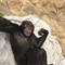 Tarzan