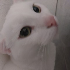 yuki