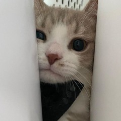 Jiko Pi