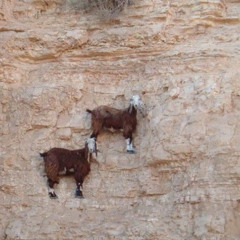 Goats defying Gravity