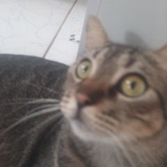 RomuloBobao