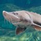 Big Sturgeon