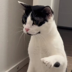 Kay