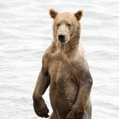 The Bear Mob