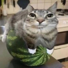 (silly) watermelon cat