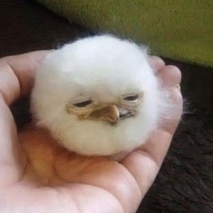 𝓕𝓻𝓮𝓪𝓴𝔂Sharin