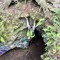 Cave dweller