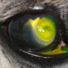 ⠀⠀⠀⠀⠀⠀⠀⠀⠀⠀⠀⠀⠀⠀⠀⠀⠀⠀⠀⠀⠀⠀⠀⠀⠀⠀⠀⠀⠀⠀⠀⠀⠀⠀⠀⠀asylum leader