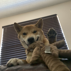 PewDieToast