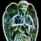 Rcluse