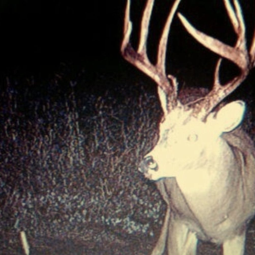 deer death