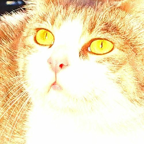KittyCuts’s avatar